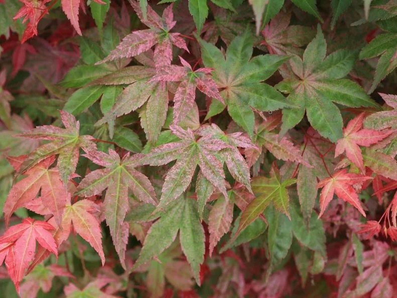 Acer Palmatum Beni-Maiko (Japanse Esdoorn)-1