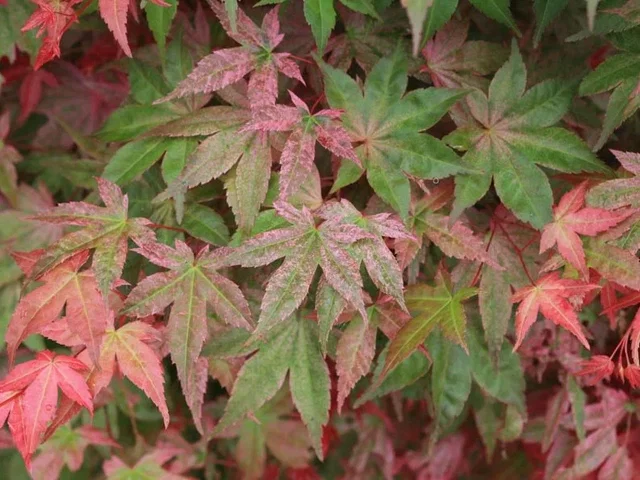 Acer Palmatum Beni-Maiko (Japanse Esdoorn)