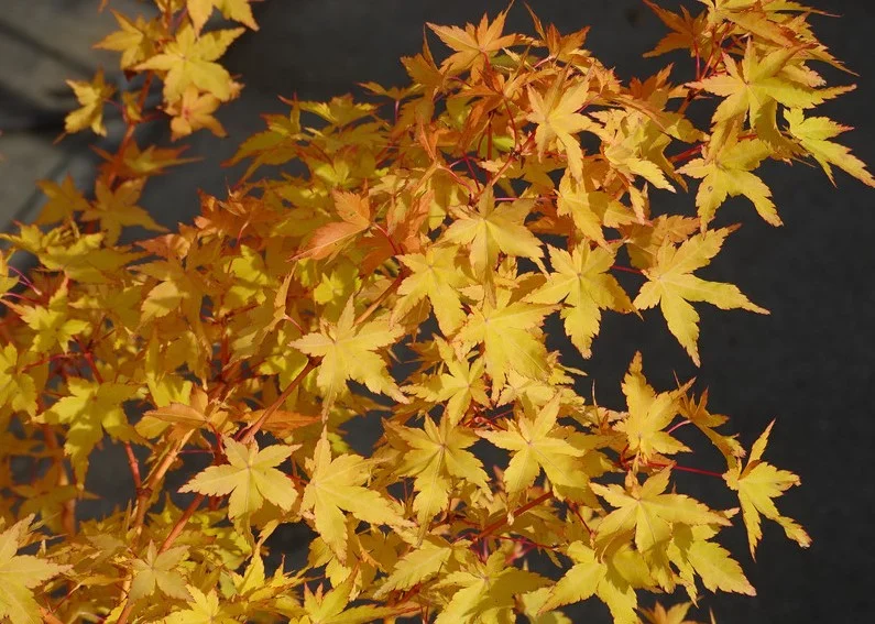 Acer Palmatum Bi-Hoo (Japanse Esdoorn)-1