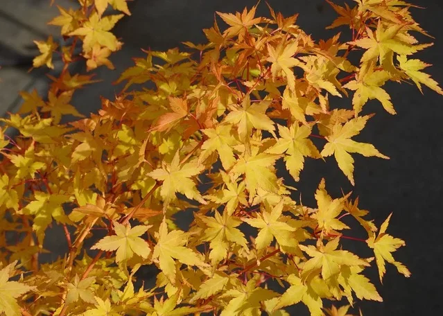 Acer Palmatum Bi-Hoo (Japanse Esdoorn)