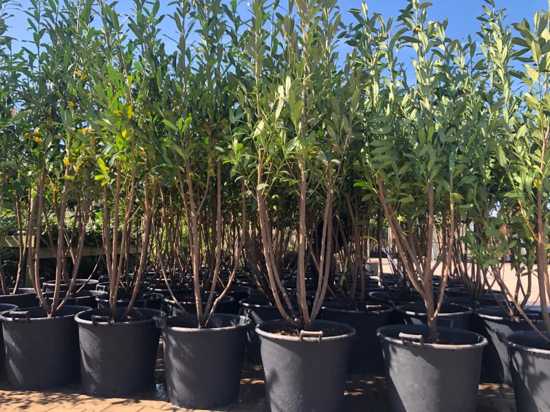 Prunus laurocerasus Novita Meerstammig (Laurier)-1