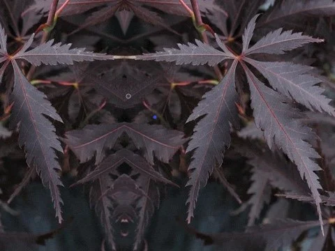 Acer Palmatum Black Lace (Japanse Esdoorn)-1