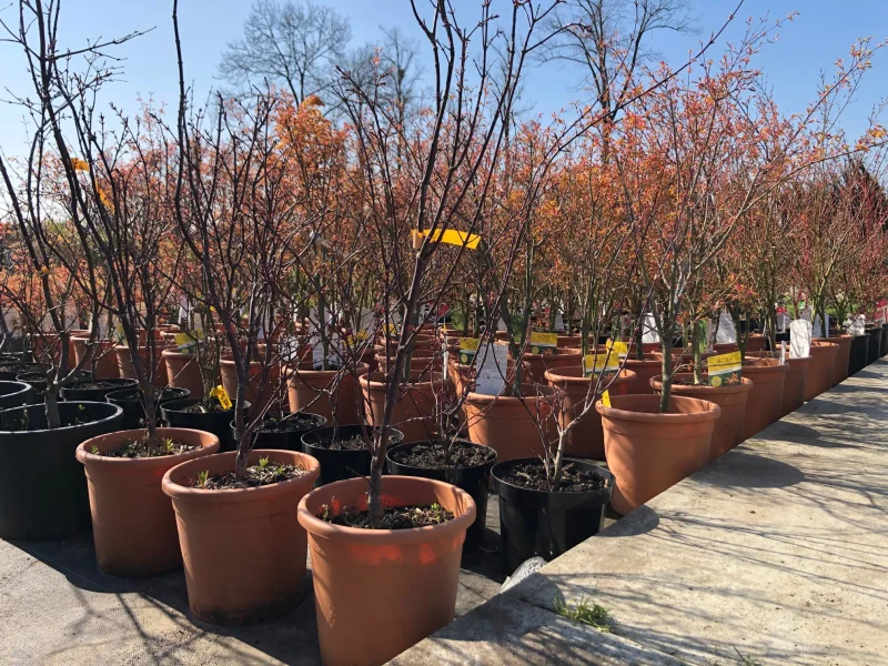 Acer Palmatum Black Lace (Japanse Esdoorn)