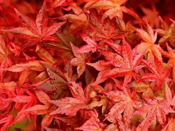 Acer Palmatum Deshojo (Japanse Esdoorn)-1