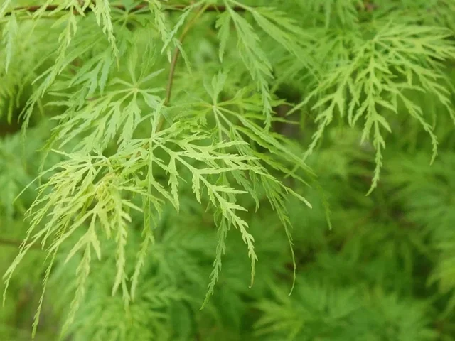 Acer Palmatum Dissectum (Japanse Esdoorn)