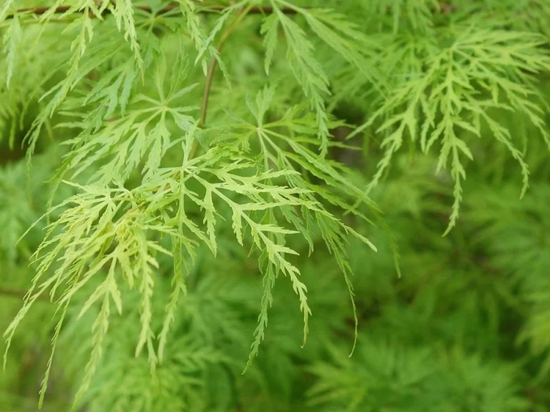 Acer Palmatum Dissectum (Japanse Esdoorn)