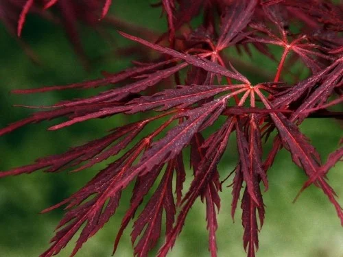 Acer Palmatum Firecracker (Japanse Esdoorn)-1