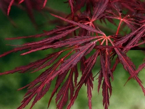 Acer Palmatum Firecracker (Japanse Esdoorn)