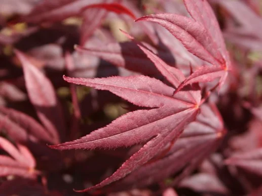 Acer Palmatum Fireglow (Japanse Esdoorn)-1