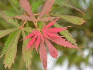 Acer Palmatum Jerre Schwartz (Japanse Esdoorn)
