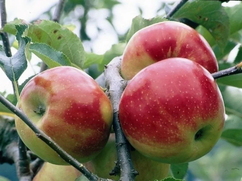 Malus domestica Jonagold (Jonagold Appelboom Leivorm)