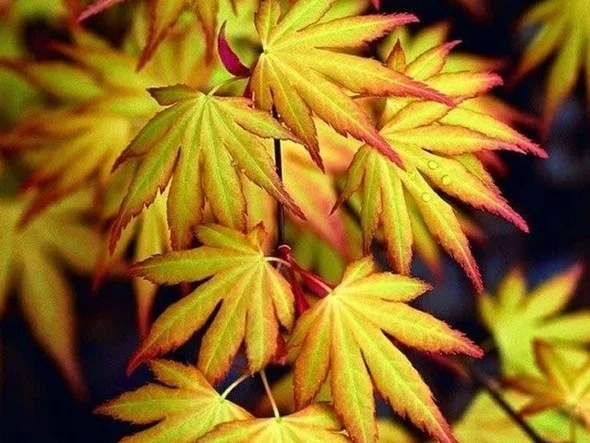 Acer Palmatum Katsura (Japanse Esdoorn)-1