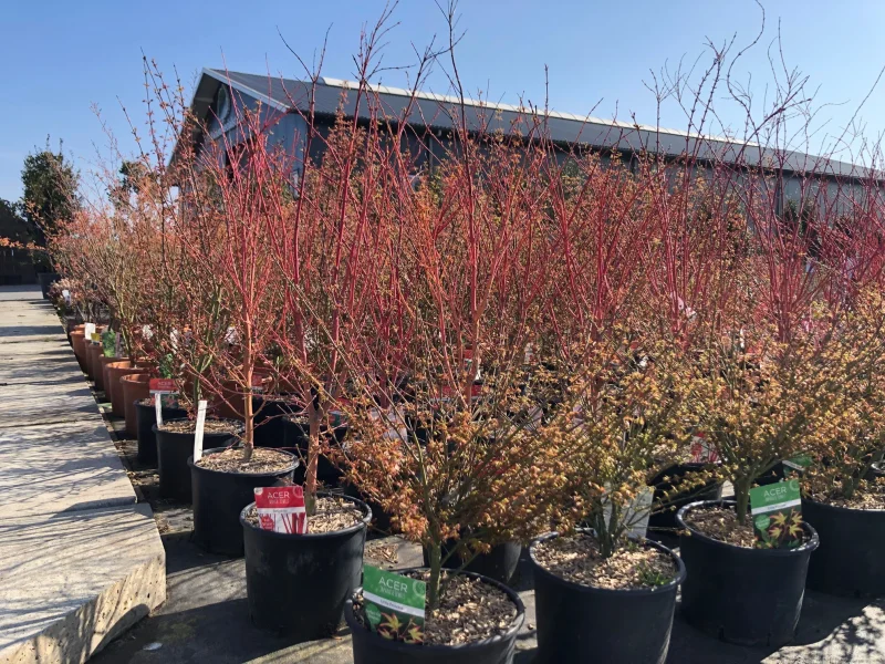 Acer Palmatum Katsura (Japanse Esdoorn)-3