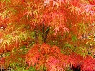 Acer Palmatum Koto-no-ito (Japanse Esdoorn)-1