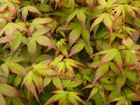 Acer Palmatum Little Princess (Japanse Esdoorn)