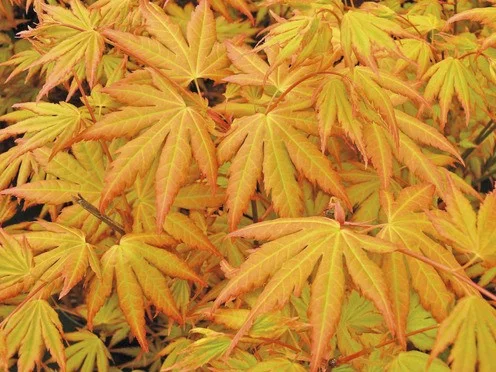 Acer Palmatum Orange Dream (Japanse Esdoorn)-1
