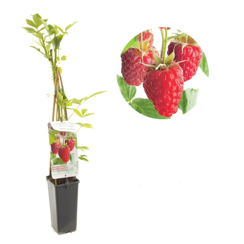 Framboos (Rubus Idaeus Tulamagic)