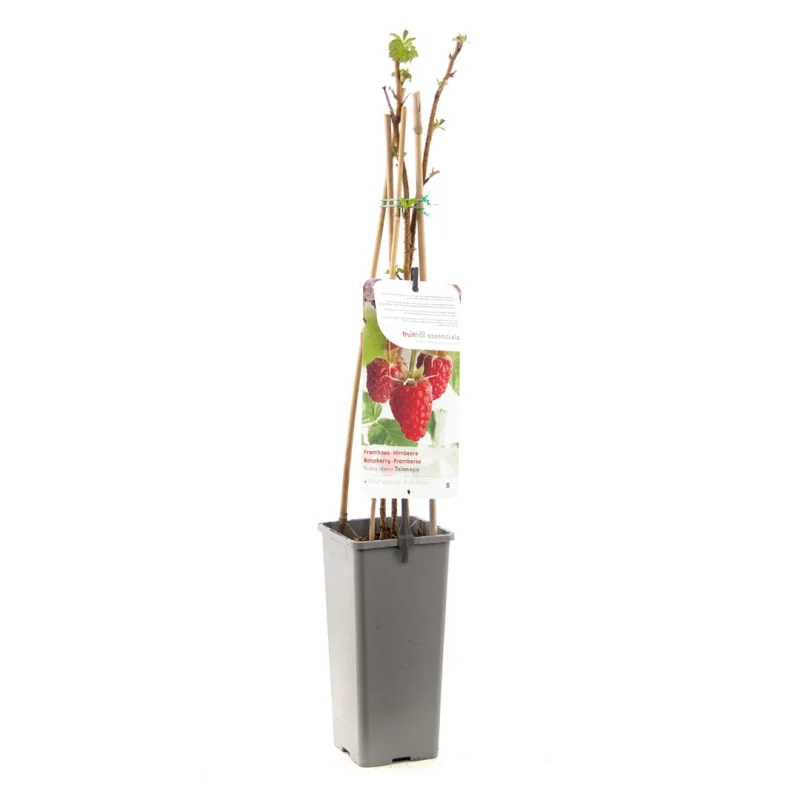 Framboos (Rubus Idaeus Tulamagic)