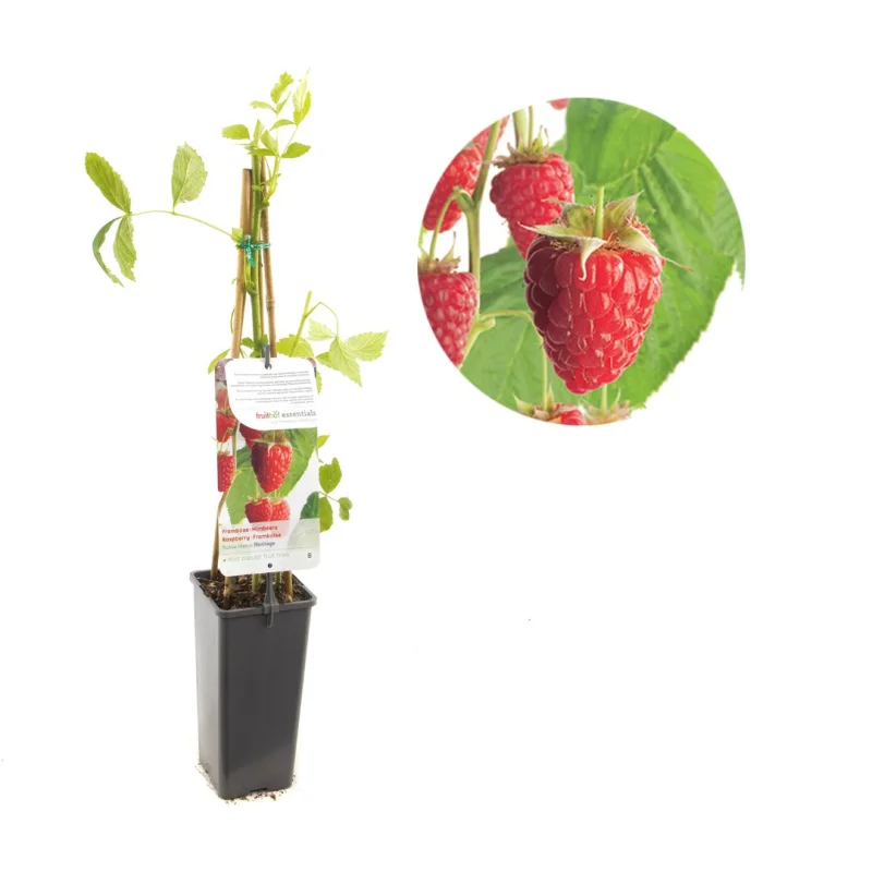 Framboos (Rubus Idaeus Heritage)