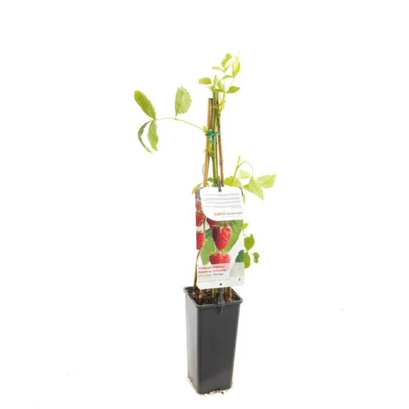 Framboos (Rubus Idaeus Heritage)-2