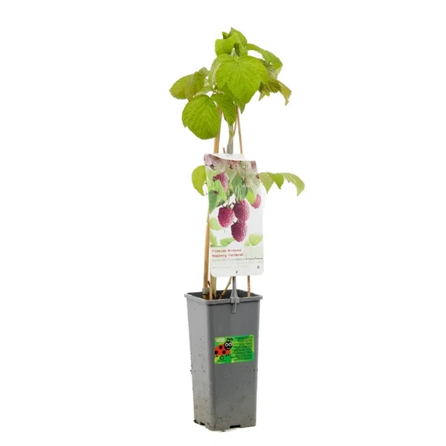 Framboos (Rubus Idaeus x occidentalis Autumn Passion)