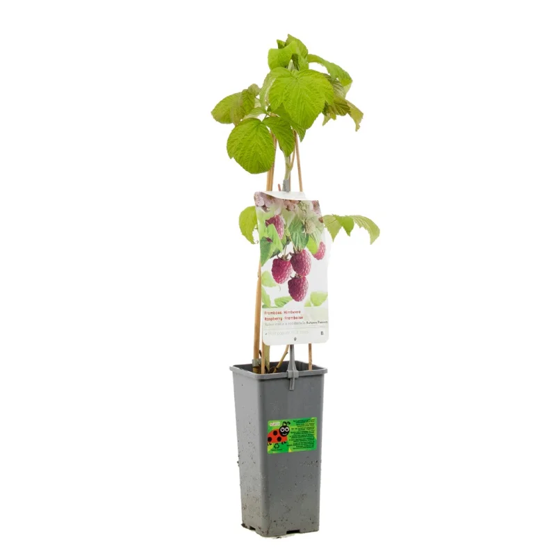 Framboos (Rubus Idaeus x occidentalis Autumn Passion)