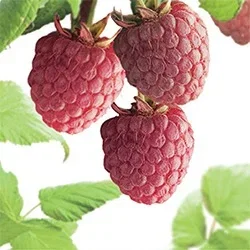 Framboos (Rubus Idaeus x occidentalis Autumn Passion)