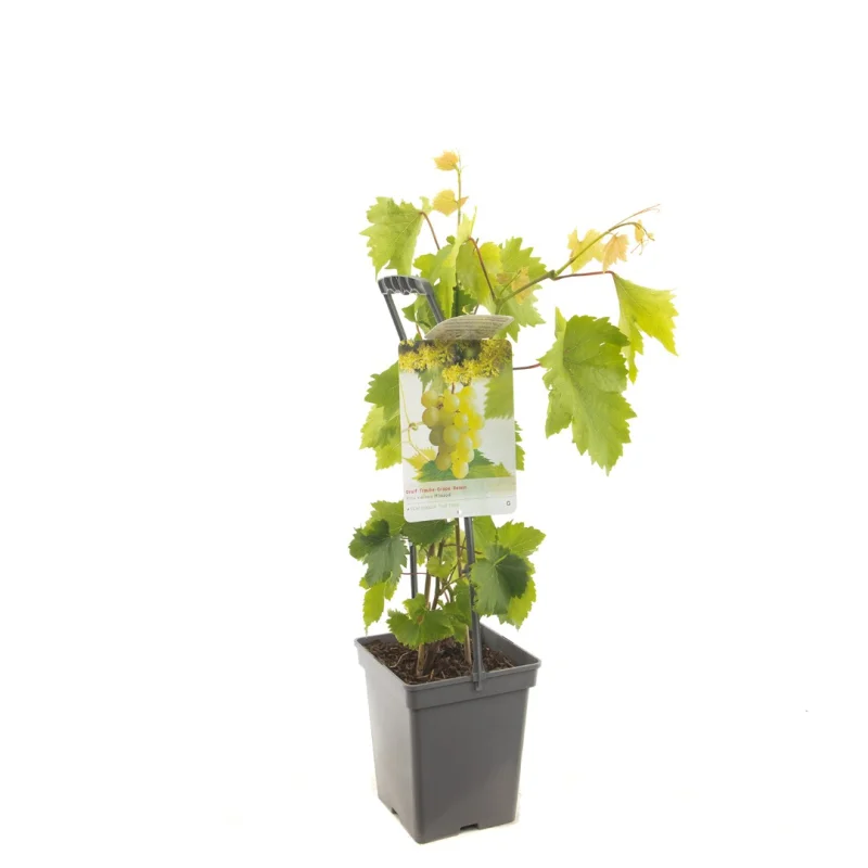 Vitis vinifera Lakemont (Witte pitloze Druif)-3