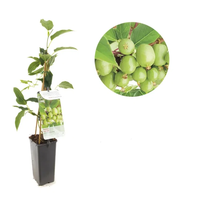 Kiwibes (Actinidia arguta Issai)