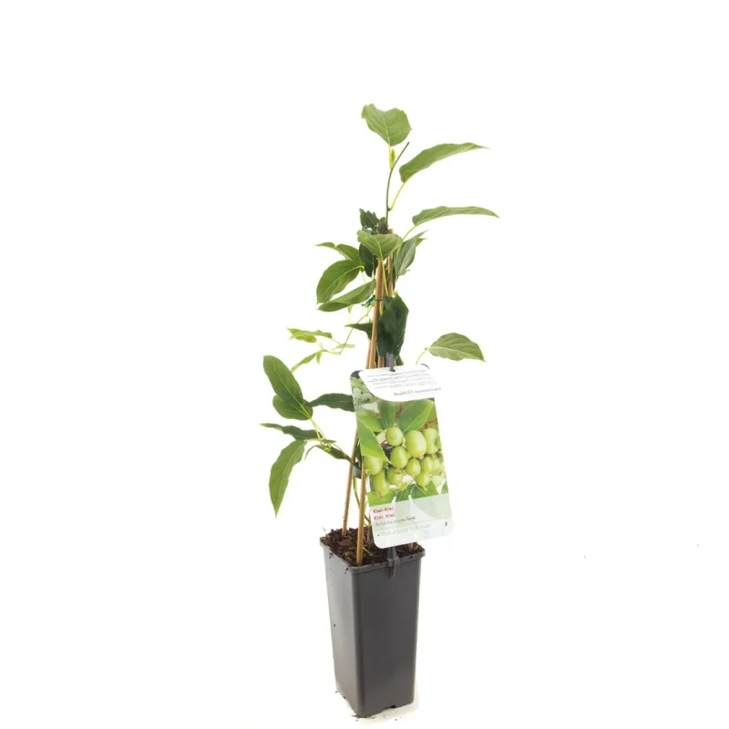 Kiwibes (Actinidia arguta Issai)-2