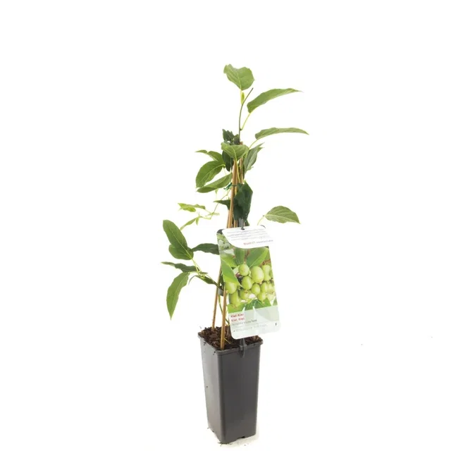 Kiwibes (Actinidia arguta Issai)