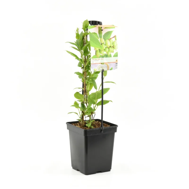 Kiwibes (Actinidia arguta Issai)-3