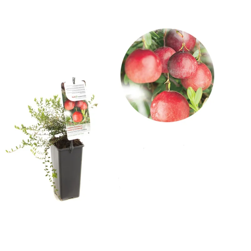 Cranberry (Vaccinium Macrocarpon Cranberry)