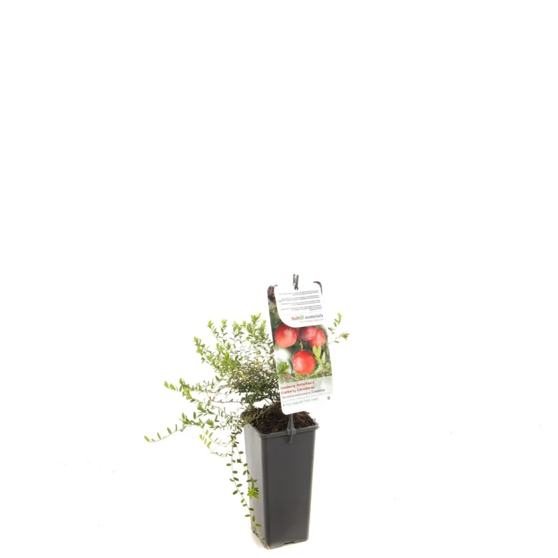 Cranberry (Vaccinium Macrocarpon Cranberry)