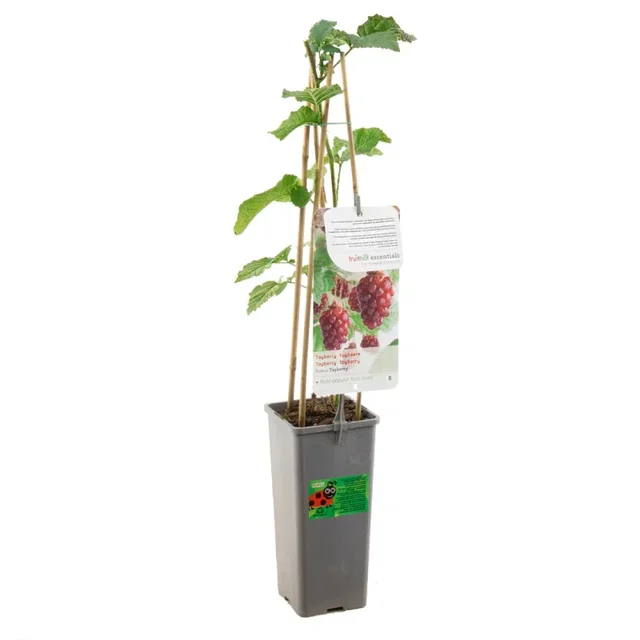 Kruising tussen Braam, Framboos en Loganbes (Rubus Tayberry)