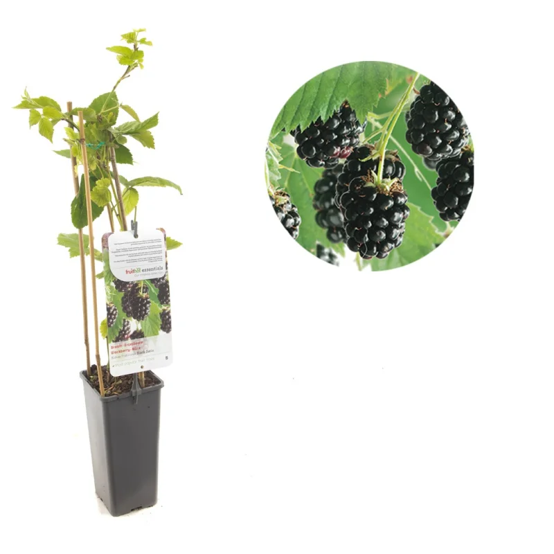 Doornloze Braam (Rubus fruticosus Black Satin)