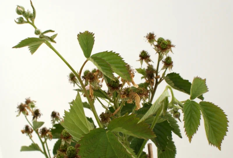 Doornloze Braam (Rubus fruticosus Black Satin)-2
