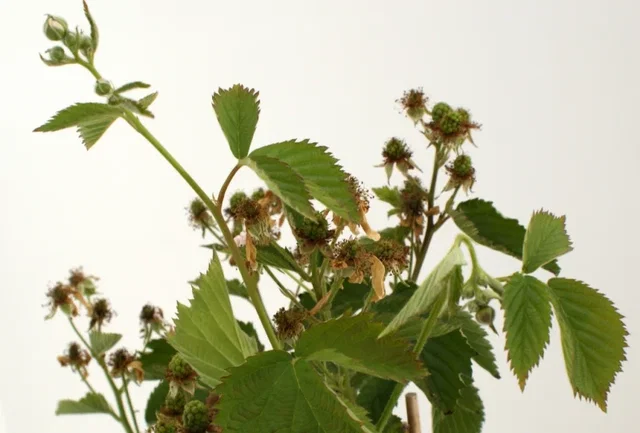 Doornloze Braam (Rubus fruticosus Black Satin)