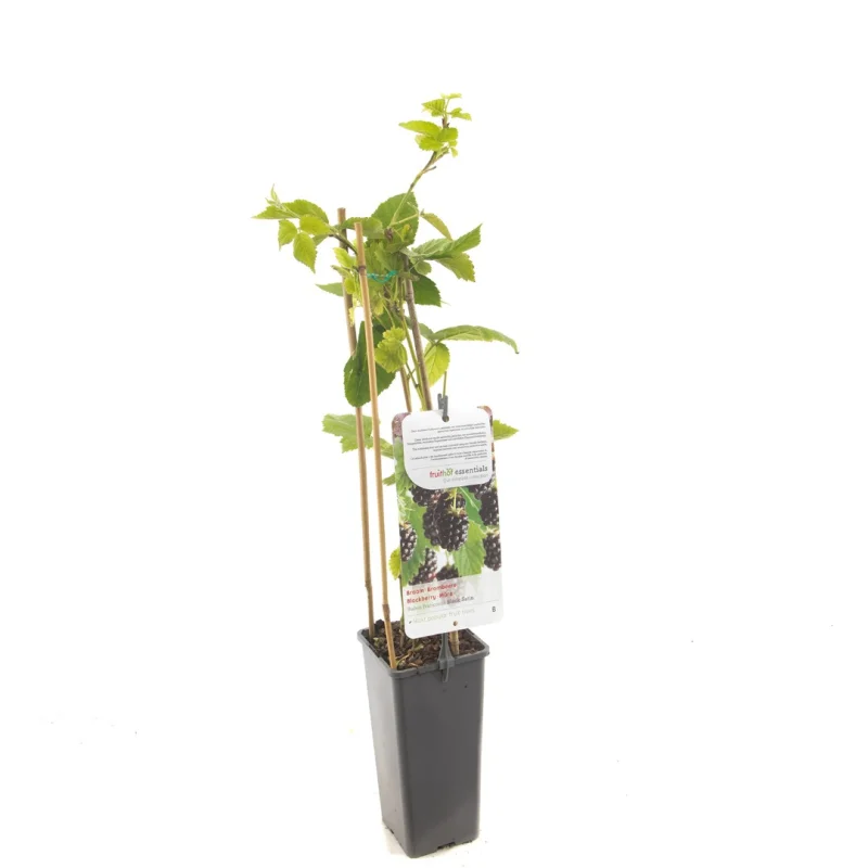 Doornloze Braam (Rubus fruticosus Black Satin)-3