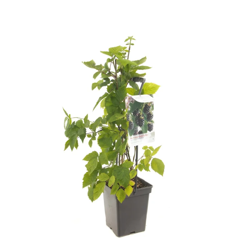 Doornloze Braam (Rubus fruticosus Black Satin)-4