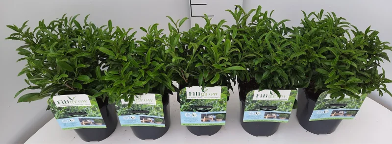 Prunus laurocerasus Filigrow Sofia (Laurierstruik)-3