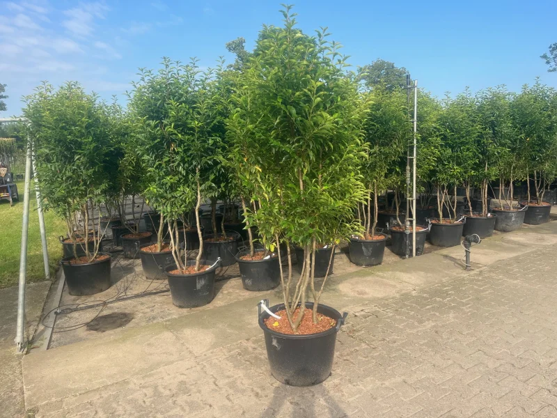 Prunus lusitanica Angustifolia Meerstammig (Portugese Laurier)-1