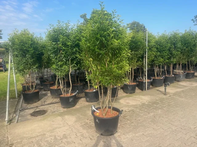 Prunus Lusitanica Mehrstämmig (Portugiesische Lorbeerbaum)