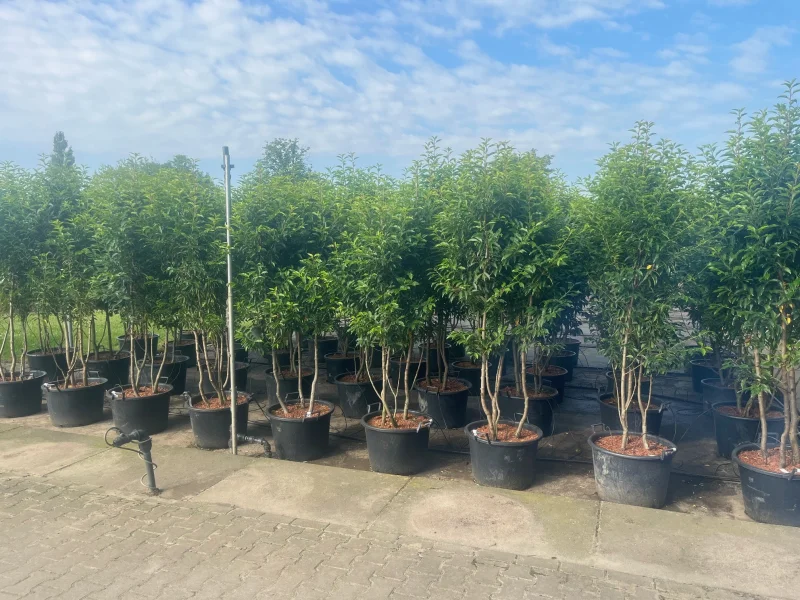 Prunus lusitanica Angustifolia Meerstammig (Portugese Laurier)-2