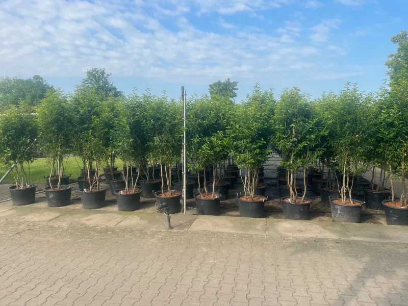 Prunus lusitanica Angustifolia Meerstammig (Portugese Laurier)-3