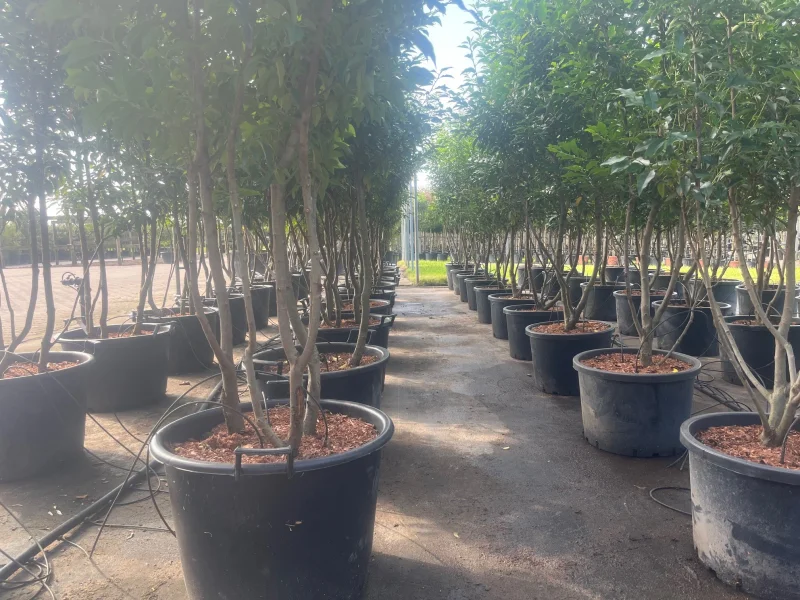 Prunus lusitanica Angustifolia Meerstammig (Portugese Laurier)-4