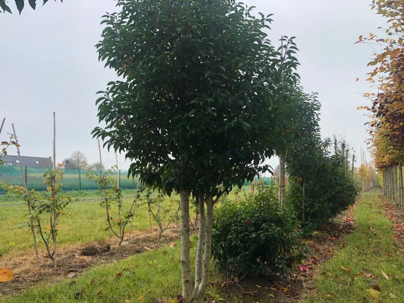Prunus lusitanica Angustifolia Meerstammig (Portugese Laurier)-5
