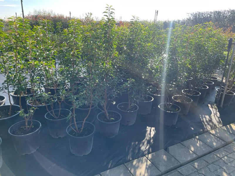 Prunus lusitanica Angustifolia Meerstammig (Portugese Laurier)-6