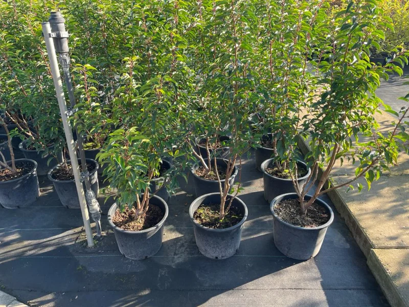 Prunus lusitanica Angustifolia Meerstammig (Portugese Laurier)-7