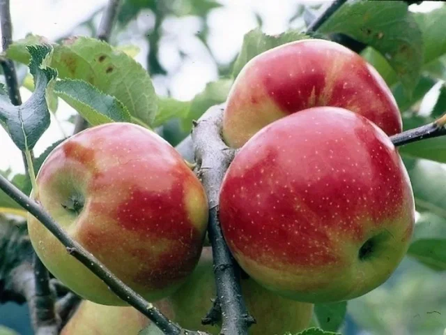 Malus d. Rode Boskoop Spalierbaum (Apfelbaum)